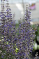 Salvia yangii ' Prime time' Russian sage