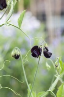 Lathyrus odoratus 'Almost Black' - Sweet pea