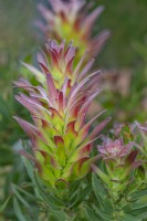 Mimetes cucullatus 'Crackerjack Red' flowering in Summer - June