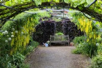 Laburnum anagyroides, common laburnum, arches over a metal pergola leading to a wooden bench at Goldstone Hall Gardens.