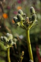 Eryngium agavifolium, close-up portrait shot of a flowering stem of  the Agave Leafed Sea Holly.