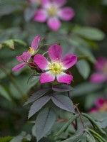 Rosa glauca Red-leaved rose in flower  June