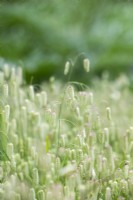 Briza maxina - Greater quaking grass