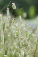 Briza maxima - Greater quaking grass