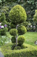 Cloud tree topiary in the front garden at Hamilton House, in May