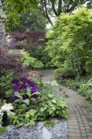 Path through the dense shrubs at Hamilton House, May