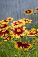 Coreopsis uptick 'Gold and Bronze' - Tickseed