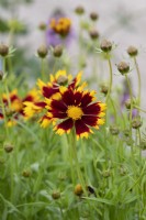 Coreopsis uptick 'Gold and Bronze' - Tickseed