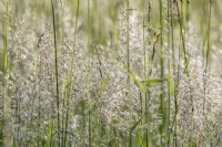 Holcus lanatus flowering in Summer - June