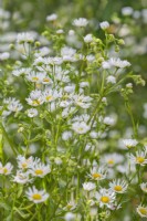 Erigeron annuus flowering in Summer - July
