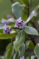 Daphne odora 'Aureomarginata'