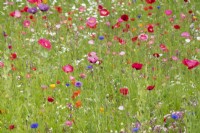 Papaver - Poppies in a wildflower garden