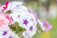 Bouquet of Phlox drummondii 'Tapestry'