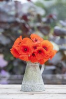 Bouquet of Papaver rhoeas - Poppies