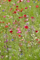 Papaver - Poppies in a wildflower garden