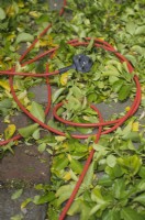 Detail of power cord and plug on the ground amongst cut foliage after hedge trimming  