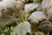 Rodgersia podophylla