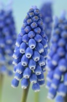 Muscari  'Big Smile'  Grape hyacinth  March
