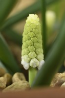 Muscari botryoides  'Album'  Grape hyacinth  Young flower emerging through gravel  March