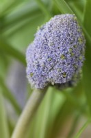Muscari armeniacum  'Fantasy Creation'  Double flowered Grape hyacinth  Young flower head starting to open  March

