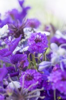 Bouquet containing Salvia viridis 'Blue Monday', Verbena rigida 'Santos', Nigella papillosa 'Delft Blue', Nigella seed pods, Consolida ajacis 'Blue Spire', Ageratum 'Blue Mink'