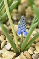 Muscari  'Big Smile'  Grape hyacinth Second flower growing from base of plant in gravel  March
