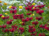 Monarda 'Gardenview Scarlet'