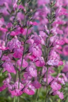 Salvia 'Pretty Pink' flowering in Summer - July