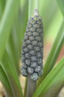 Muscari armeniacum  'Night Eyes'  Grape hyacinth  Buds on newly emerged flower stem  March
