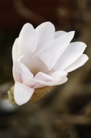 Magnolia stellata  Star magnolia  Flower starting to open  March