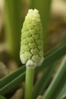 Muscari botryoides  'Album'  Grape hyacinth  Young flower emerging through gravel  March
