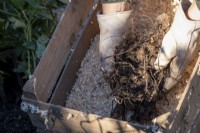 Placing dahlia tubers in sawdust filled box for storage