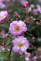 Rosa 'Twins' rose
