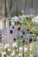 Allium sphaerocephalon - Round headed leek on the Joy club garden at RHS Hampton Court flower show 2022 - Designed by Zavier Kwek