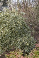 Ilex aquifolium 'Argentea Marginata Pendula' - Perry's weeping silver - January