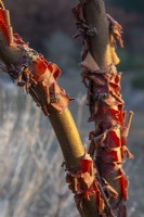 Acer griseum - paperbark maple - January