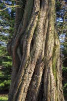 Metasequoia glyptostroboides - dawn redwood - January 