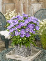 Stokesia laevis Mels Blue in pot, autumn September