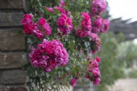 Rosa 'Heidetraum plus' rose