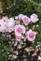 Rosa 'Bonica' rose