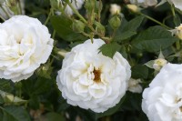 Rosa 'Perla Bianca' rose