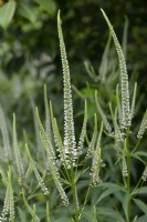 Veronicastrum virginicum 'Spring Dew' Culver's root