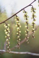 Stachyurus praecox in March