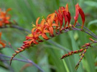 Crocosmia 'Lucifer' montbretia