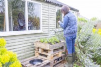 Woman watering the wildflower plugs in the bug hotel
