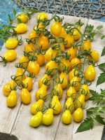 Picked tomatoes on vine, Solanum lycopersicum Medovyj Kaskad GS-Miass, summer July
