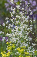 Thalictrum 'Splendide White' flowering in Summer - July