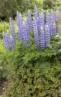 Lupins The Governor grow above Persicaria bistorta superba. Lewis Cottage, NGS Devon garden. Spring.
