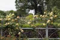 Rosa Maigold growing over wooden trellising. Lewis Cottage, NGS Devon garden. Spring.