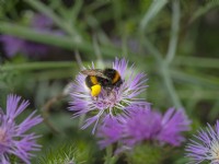 Buff-tailed bumblebee  Bombus terrestris feeding on Galactites tomentosa purple milk thistle June